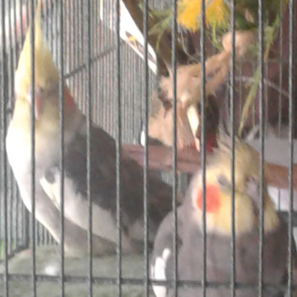 Meet your Posher, Human